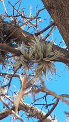 Tillandsia capillaris
