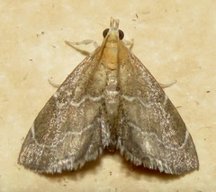 Stegea eripalis