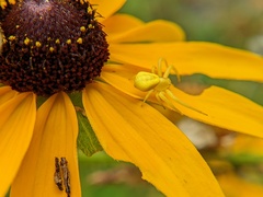 Misumenoides formosipes