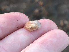 Bostrycapulus aculeatus