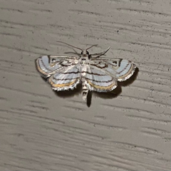 Parapoynx badiusalis