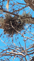 Tillandsia capillaris