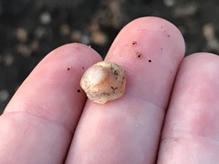 Bostrycapulus aculeatus
