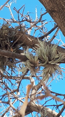 Tillandsia capillaris