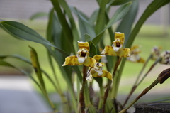 Maxillaria picta