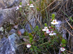 Euphrasia borneensis