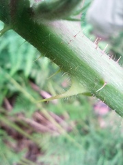 Rubus acanthodes
