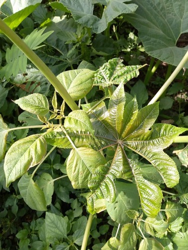 castor bean