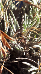 Tillandsia capillaris