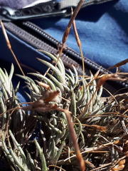 Tillandsia capillaris