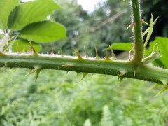Rubus acanthodes