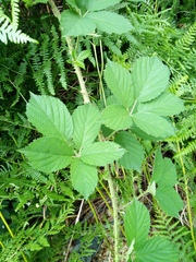Rubus acanthodes