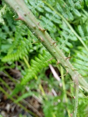 Rubus acanthodes