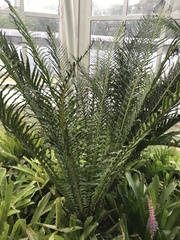 Neoblechnum brasiliense