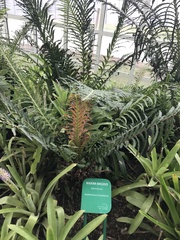 Neoblechnum brasiliense