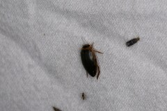 Coptotomus longulus lenticus