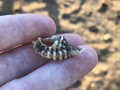 Tonnoidea