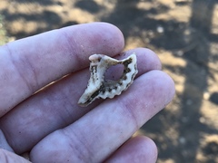 Tonnoidea