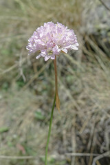 Armeria arenaria