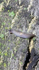 Krynickillus melanocephalus