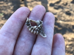 Tonnoidea