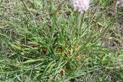 Armeria arenaria