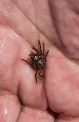 Acanthonyx lunulatus