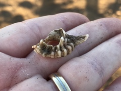 Tonnoidea