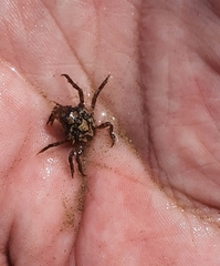 Acanthonyx lunulatus