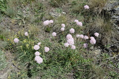 Armeria arenaria