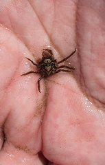 Acanthonyx lunulatus