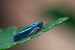 Graphocephala lugubris