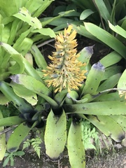 Aechmea caudata