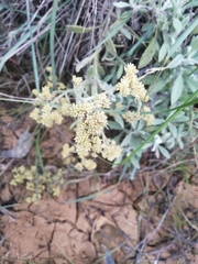 Achyrocline saturejoides