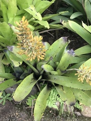 Aechmea caudata