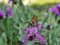 Melitaea varia