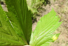 Dasineura ulmaria