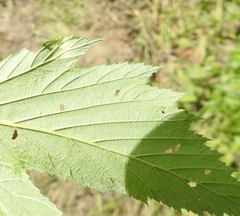 Dasineura ulmaria