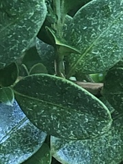 Eurytetranychus buxi