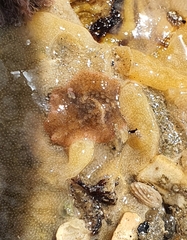 Thysanozoon brocchii