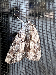 Catocala insolabilis
