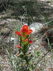 Castilleja nelsonii