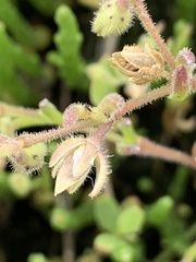 Spergularia canadensis