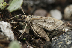 Macaria fusca