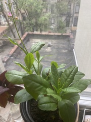 Talinum paniculatum