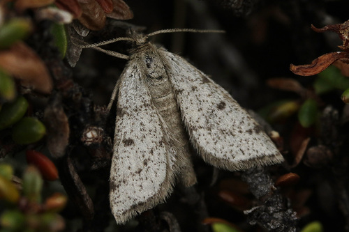 Macaria fusca