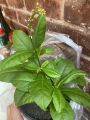 Talinum paniculatum