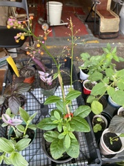 Talinum paniculatum