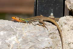 Peloponnese Wall Lizard photo 2