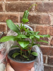 Talinum paniculatum